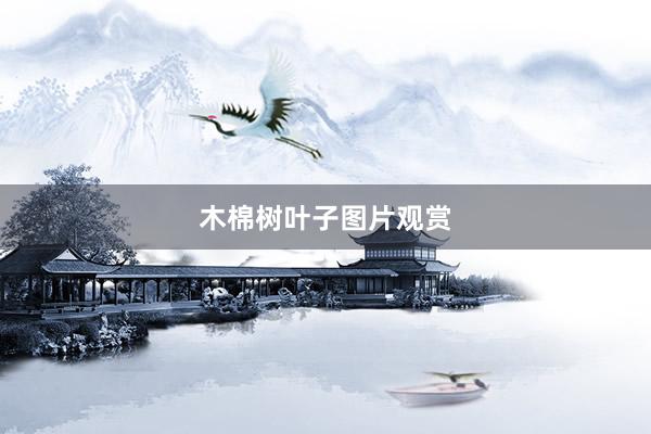 木棉树叶子图片观赏